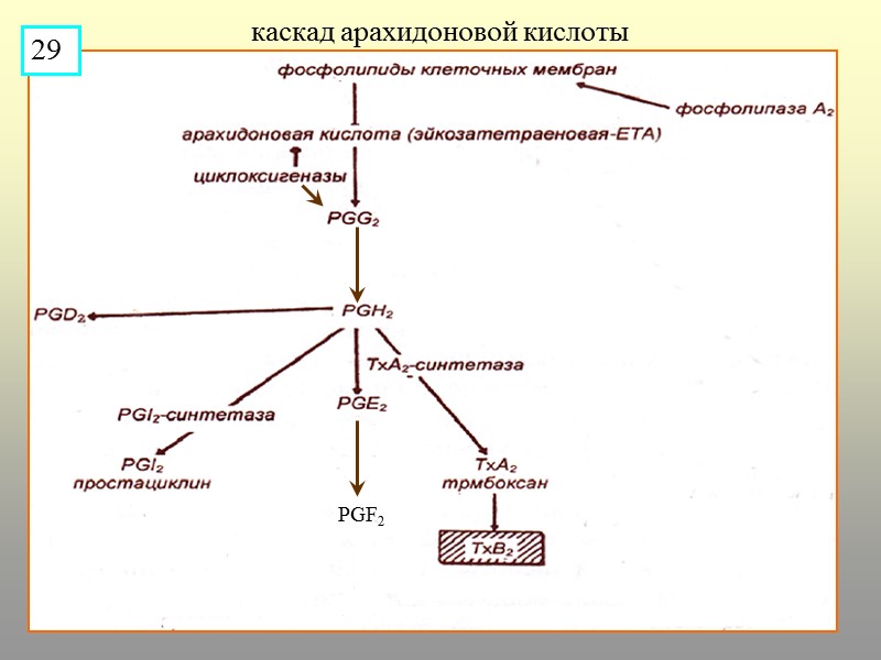 каскад арахидоновой кислоты PGF2 29